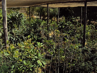 Estufa