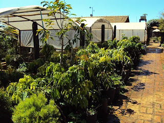 Plantas